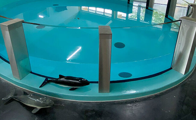 Schwimmbecken für kleine Tümmler auf dem Landgut “Hoenderdael” mit Acrylfenstern ausgestattet